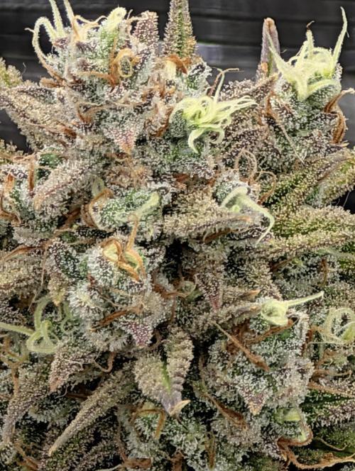 Sour Jealousy 420 FastBuds. Week 10