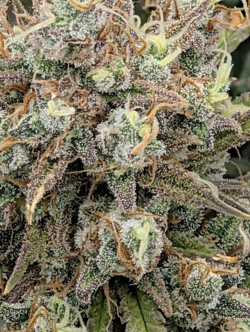 Sour Jealousy 420 FastBuds. Week 10