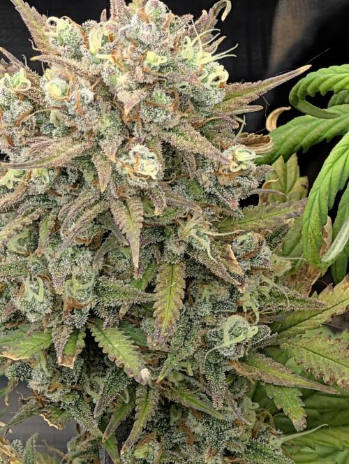 Sour Jealousy 420 FastBuds. Week 10