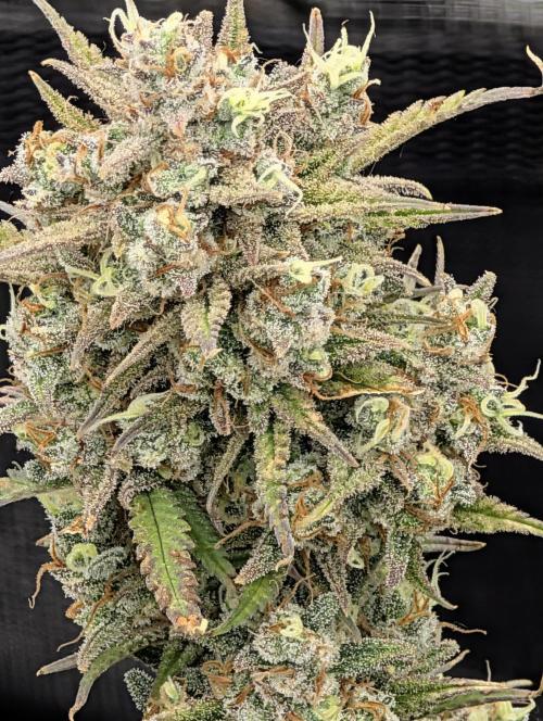 Sour Jealousy 420 FastBuds. Week 10