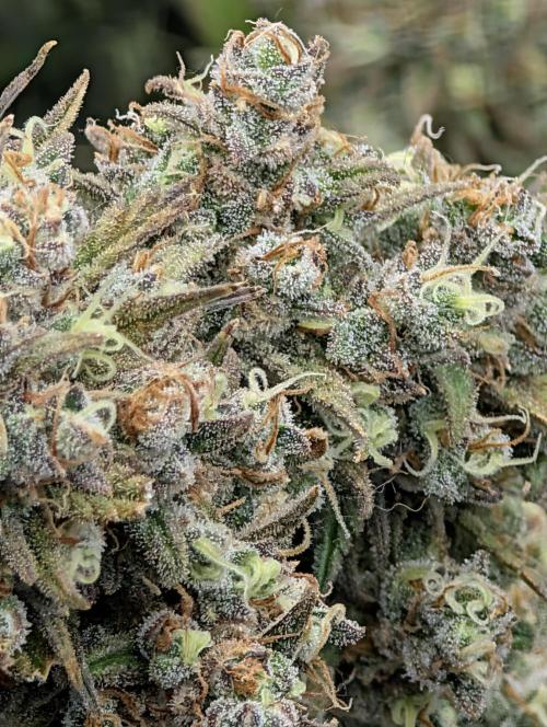 Sour Jealousy 420 FastBuds. Week 10