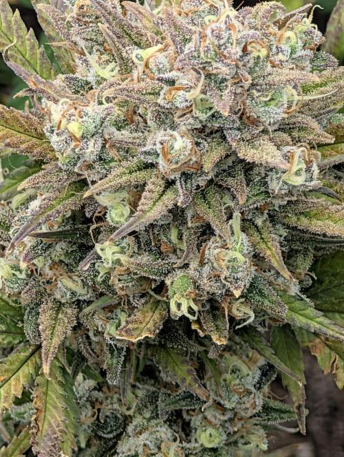 Sour Jealousy 420 FastBuds. Week 10