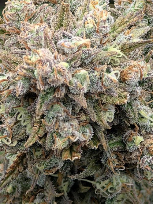 Sour Jealousy 420 FastBuds. Week 10