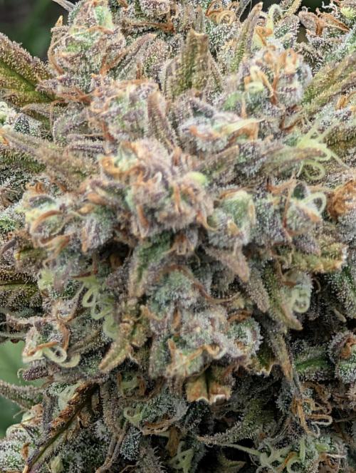 Sour Jealousy 420 FastBuds. Week 10