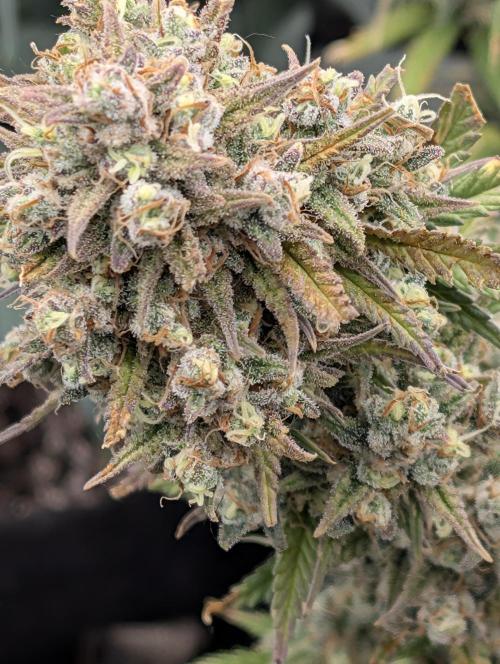 Sour Jealousy 420 FastBuds. Week 10