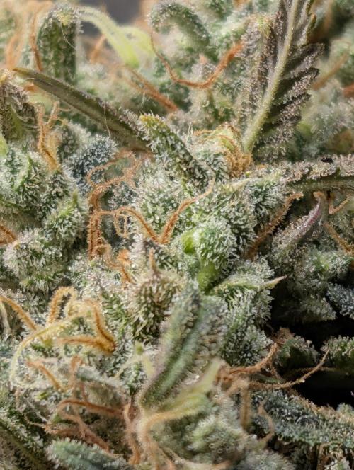 Sour Jealousy 420 FastBuds. Week 10