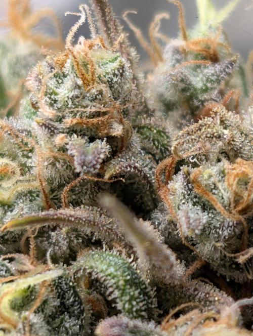 Sour Jealousy 420 FastBuds. Week 10