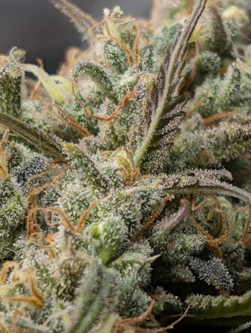 Sour Jealousy 420 FastBuds. Week 10