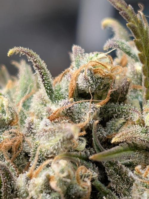 Sour Jealousy 420 FastBuds. Week 10