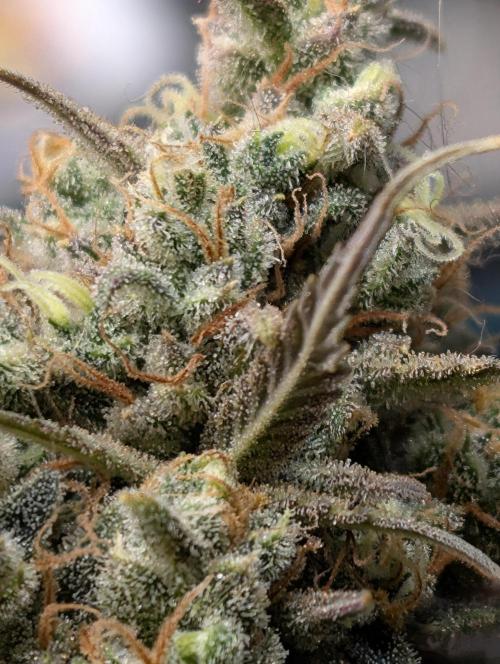 Sour Jealousy 420 FastBuds. Week 10