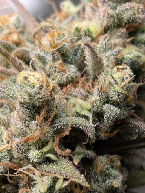 Sour Jealousy 420 FastBuds. Week 10