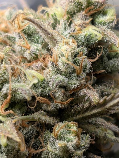 Sour Jealousy 420 FastBuds. Week 10