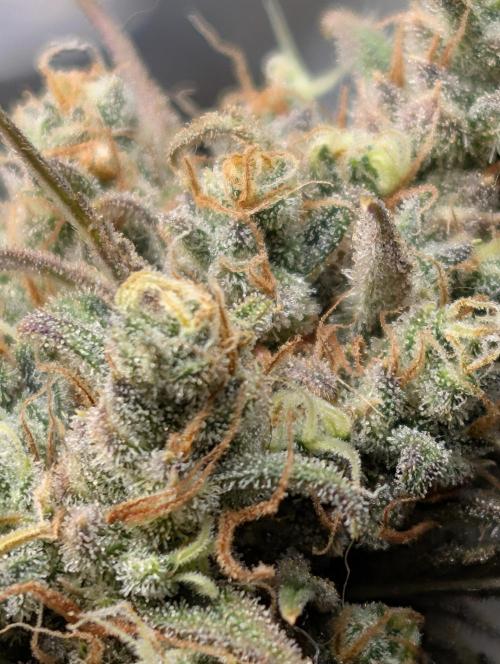 Sour Jealousy 420 FastBuds. Week 10