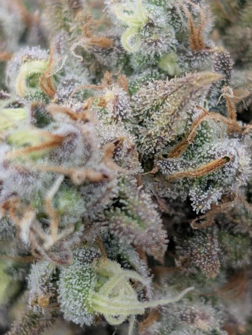 Sour Jealousy 420 FastBuds. Week 10