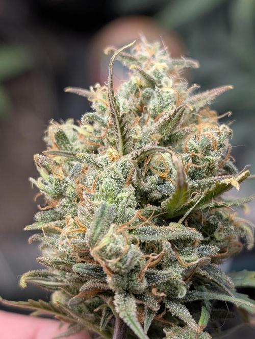 Sour Jealousy 420 FastBuds. Week 10