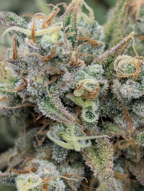 Sour Jealousy 420 FastBuds. Week 10