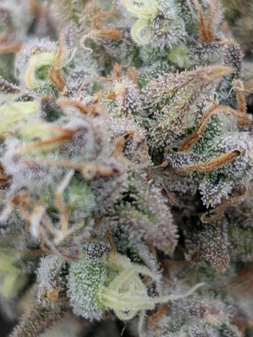 Sour Jealousy 420 FastBuds. Week 10