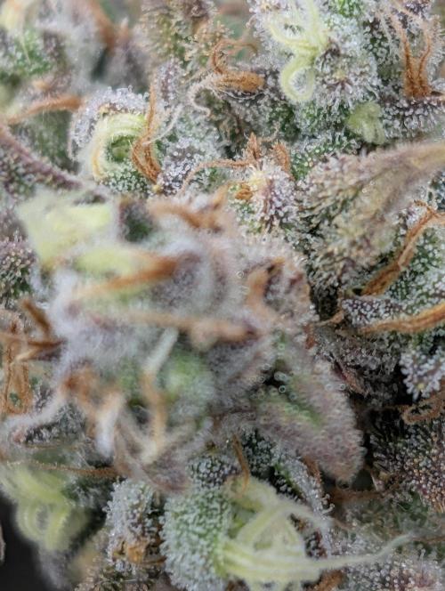 Sour Jealousy 420 FastBuds. Week 10