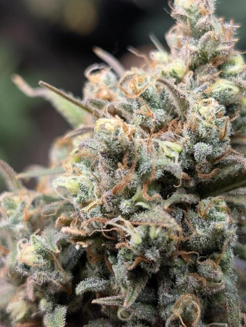 Sour Jealousy 420 FastBuds. Week 10