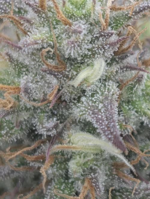 FrostBanger. Week 7