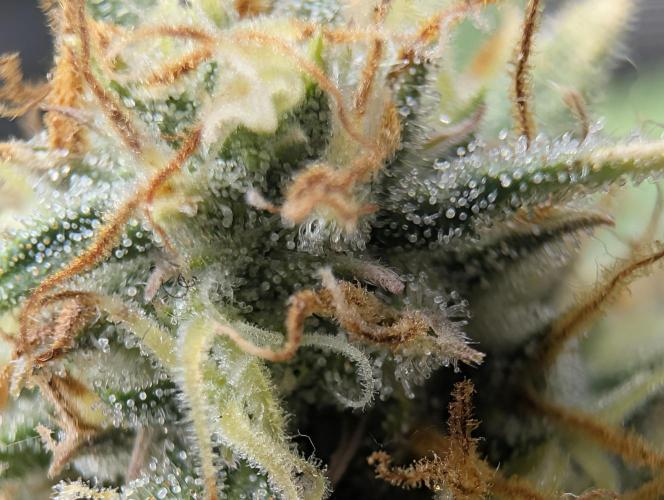 $$$$$ZtrawberrieZ$$$$$. Week 5