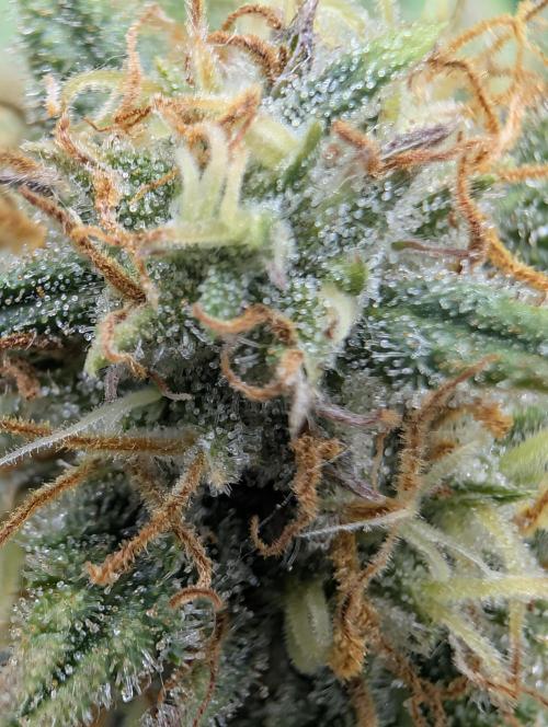 $$$$$ZtrawberrieZ$$$$$. Week 5