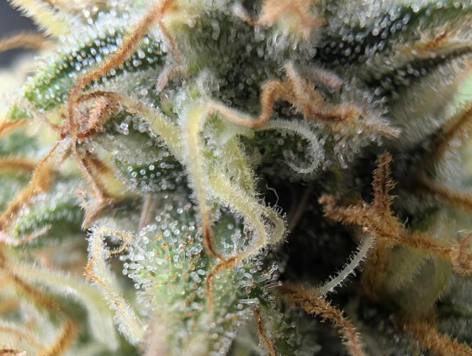 $$$$$ZtrawberrieZ$$$$$. Week 5