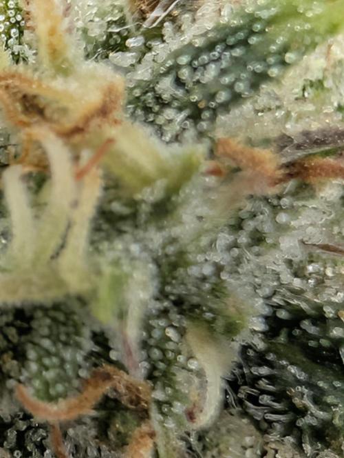 $$$$$ZtrawberrieZ$$$$$. Week 5