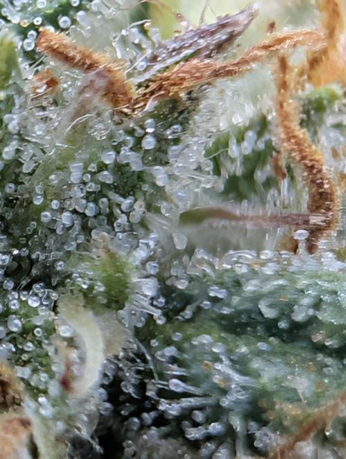 $$$$$ZtrawberrieZ$$$$$. Week 5