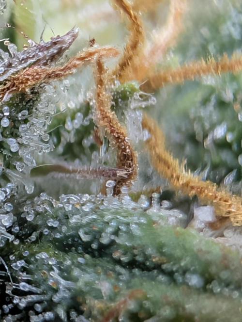 $$$$$ZtrawberrieZ$$$$$. Week 5