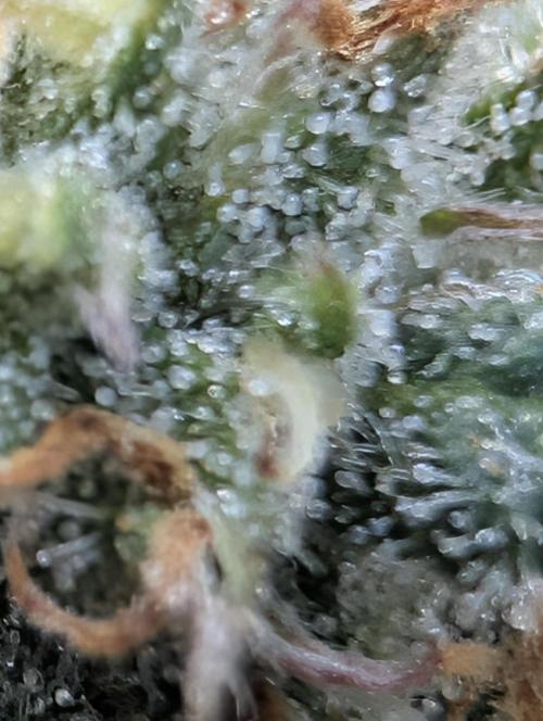 $$$$$ZtrawberrieZ$$$$$. Week 5