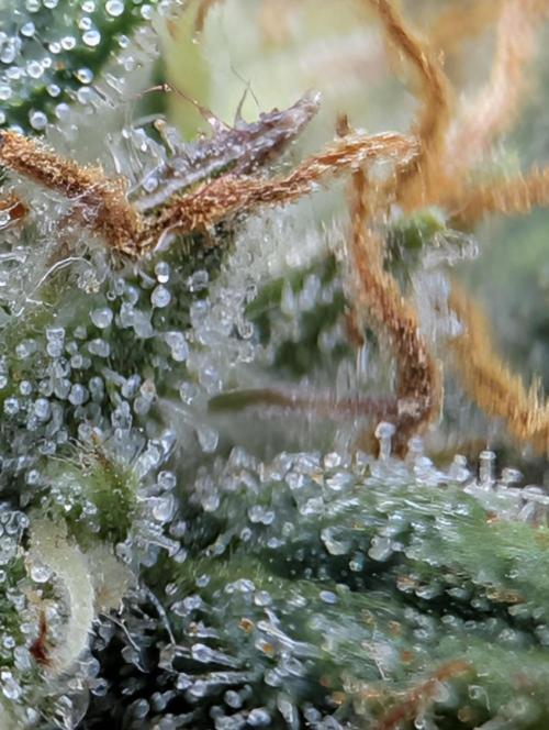 $$$$$ZtrawberrieZ$$$$$. Week 5