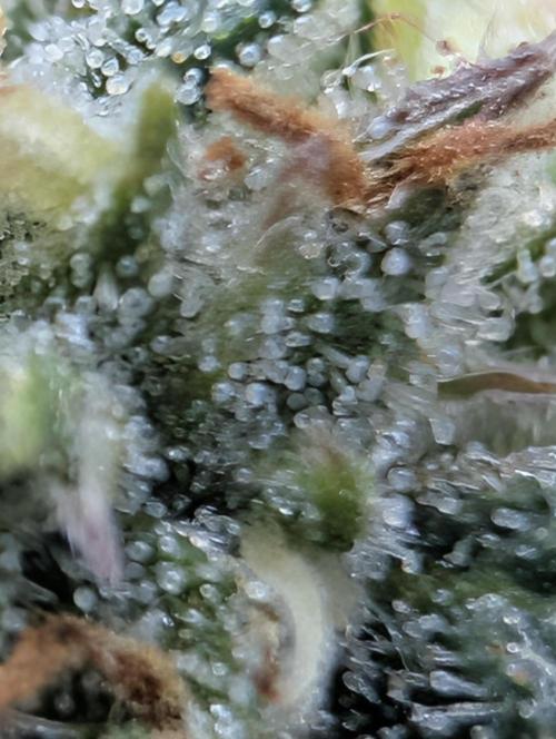 $$$$$ZtrawberrieZ$$$$$. Week 5