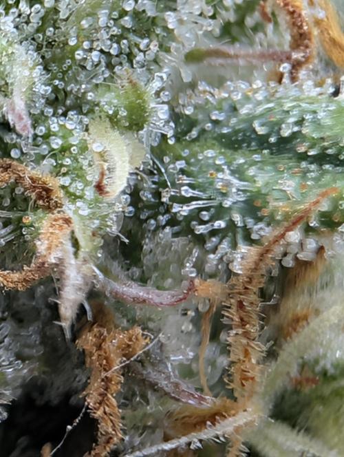 $$$$$ZtrawberrieZ$$$$$. Week 5