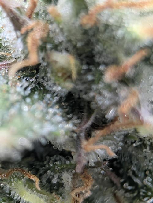 $$$$$ZtrawberrieZ$$$$$. Week 5