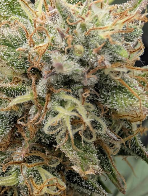 $$$$$ZtrawberrieZ$$$$$. Week 5