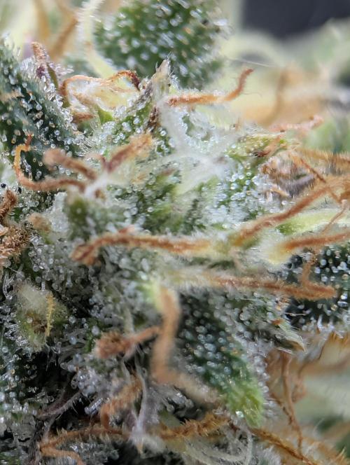 $$$$$ZtrawberrieZ$$$$$. Week 5