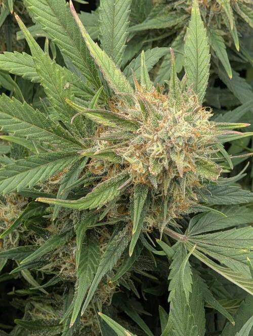 $$$$$ZtrawberrieZ$$$$$. Week 5