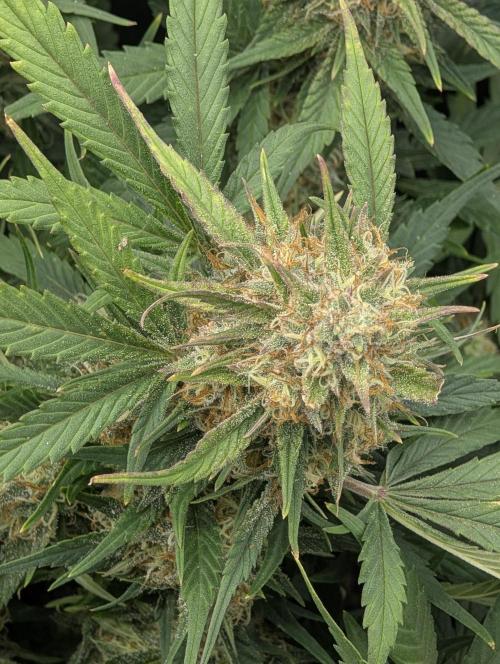 $$$$$ZtrawberrieZ$$$$$. Week 5