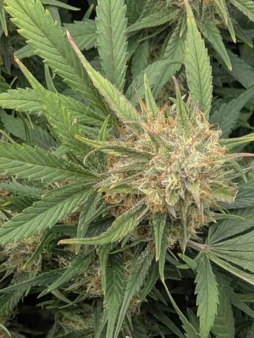 $$$$$ZtrawberrieZ$$$$$. Week 5