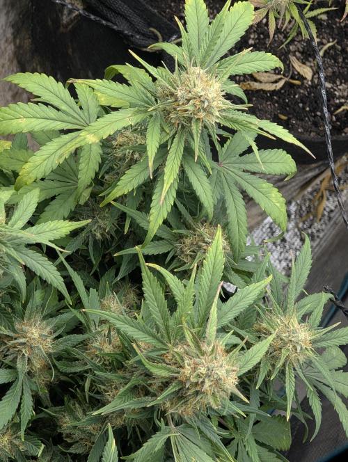 $$$$$ZtrawberrieZ$$$$$. Week 5