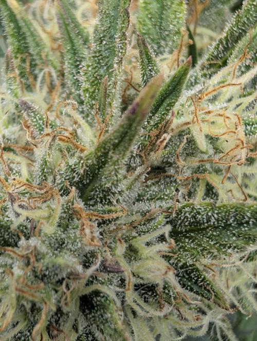 $$$$$ZtrawberrieZ$$$$$. Week 5