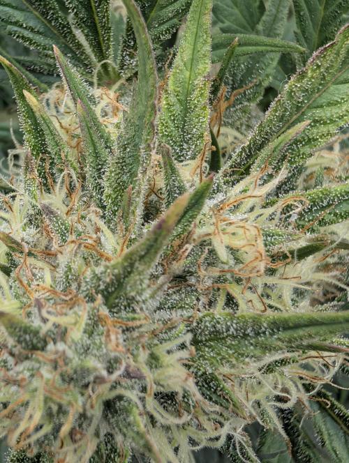 $$$$$ZtrawberrieZ$$$$$. Week 5