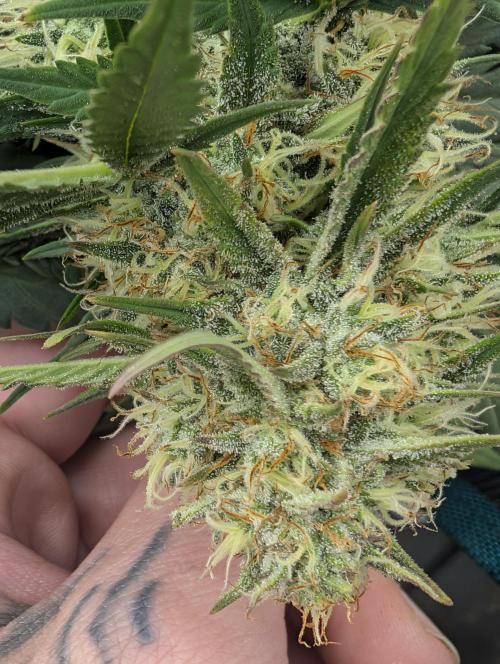 $$$$$ZtrawberrieZ$$$$$. Week 5