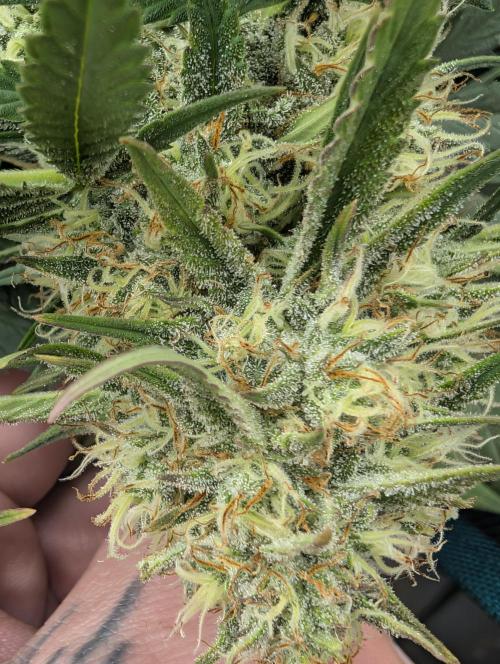 $$$$$ZtrawberrieZ$$$$$. Week 5