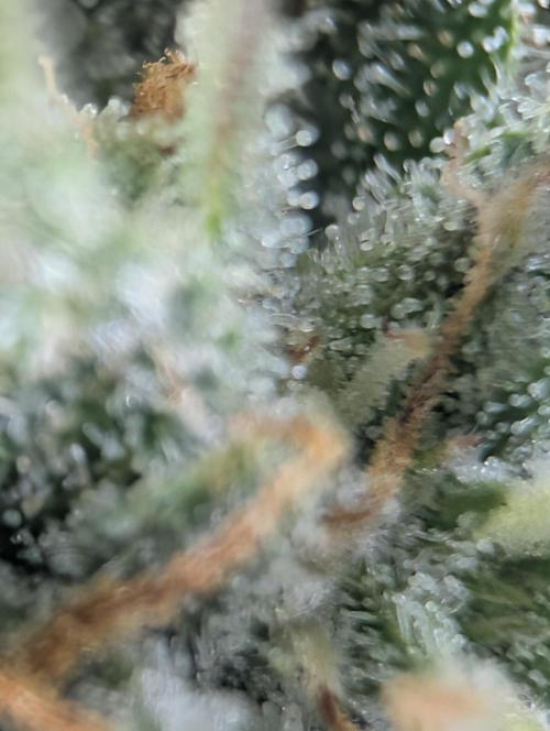 $$$$$ZtrawberrieZ$$$$$. Week 5