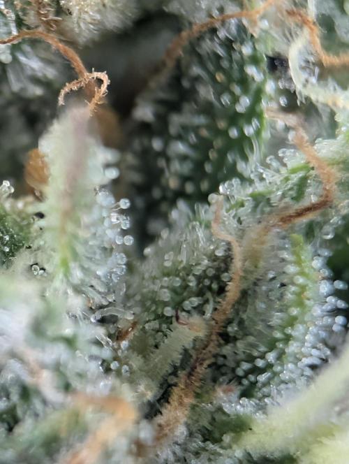 $$$$$ZtrawberrieZ$$$$$. Week 5