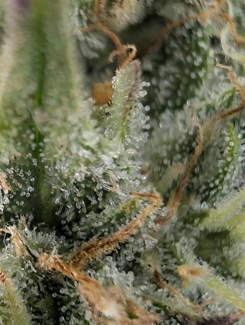 $$$$$ZtrawberrieZ$$$$$. Week 5