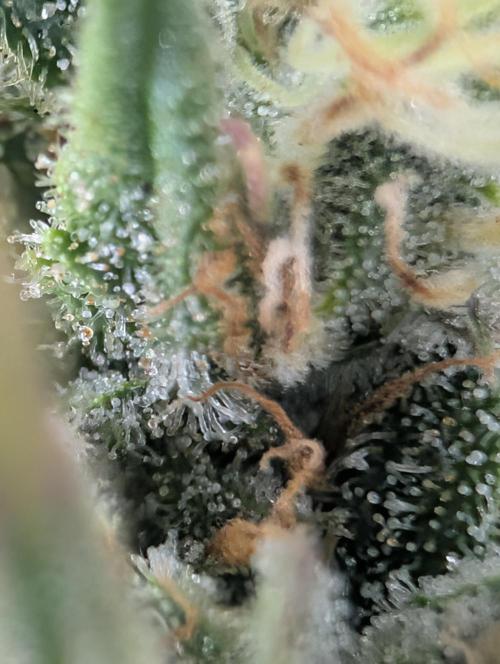 $$$$$ZtrawberrieZ$$$$$. Week 5