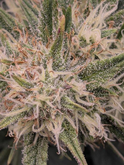 $$$$$ZtrawberrieZ$$$$$. Week 5